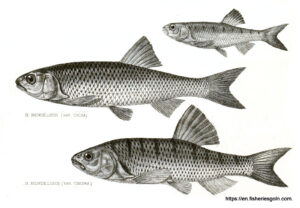 Baril, Joiya, বারিল, জইয়া, Hamilton's barila, Barilius bendelisis