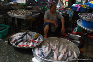 Basa fish, বাসা, পাংগাস, Basa fish, Pangasius bocourti 1