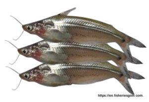Batasi, বাতাসি, Indian Batasi, Neotropius atherinoides 3