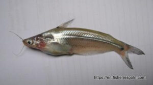 Batasi, বাতাসি, Indian Batasi, Neotropius atherinoides 4