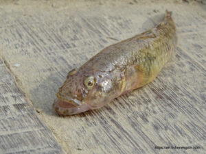 Bele, বেলে, Scribbled goby, Awaous grammepomus 1