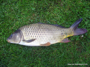 Common carp, কমন কার্প, Common carp, Cyprinus carpio carpio