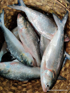 Ilish Mach, Hilsa Fish, ইলিশ মাছ, Tenualosa ilisha (2)